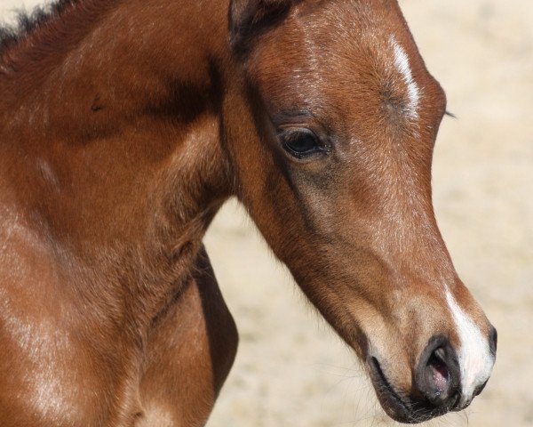 Pferd Stev. Topspin (Deutsches Reitpony, 2015, von Top Gun I)