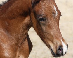 horse Stev. Topspin (German Riding Pony, 2015, from Top Gun I)