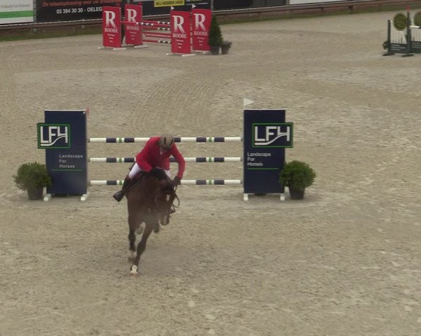 Belgisch Kampioenschap 4-5 Jarigen Paarden