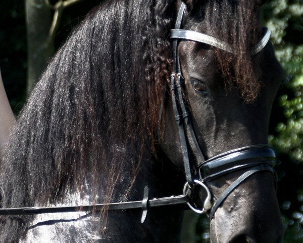 Pferd Douwe 2009 (Friese, 1303, von Harmen 424)