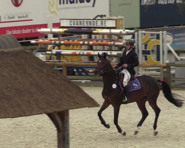 Belgisch Kampioenschap 4-5 Jarigen Paarden
