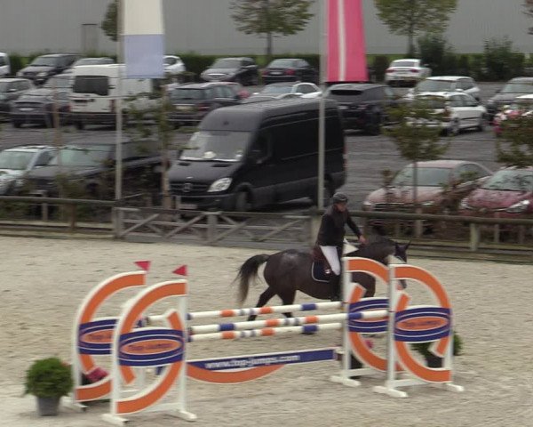 Belgisch Kampioenschap 4-5 Jarigen Paarden