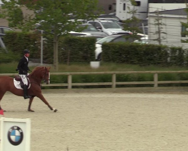 Belgisch Kampioenschap 4-5 Jarigen Paarden