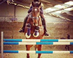 jumper Don Dece v/d Duinen (KWPN (Royal Dutch Sporthorse), 2008, from Métall)