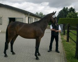 jumper Sa Fleur (Trakehner, 2010, from Axis TSF)