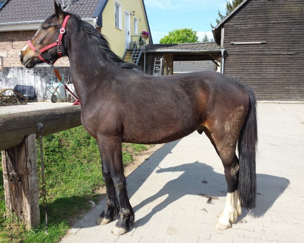 Pferd Odin B (Barockpinto, 2012, von Amigo B)