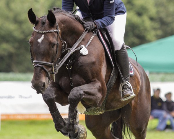 Springpferd Cocolette (Rheinländer, 2003, von Co-Pilot)