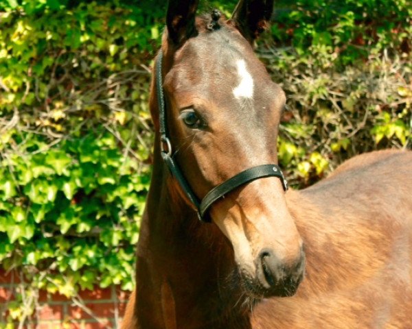 dressage horse Fürst Lucky (Westphalian, 2015, from Fürst Grandios)