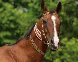 broodmare Medal (Akhal-Teke, 1992, from Dasht)