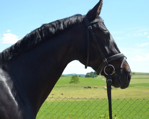 dressage horse Sonate (Westphalian, 2008, from Swarovski)