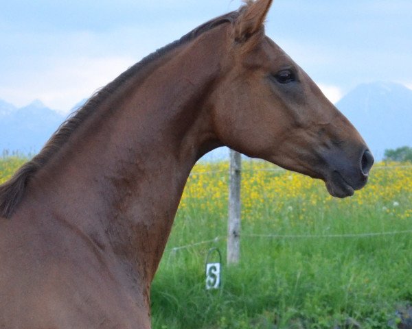 dressage horse Donita (Württemberger, 2013, from Don Frederic 3)