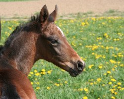 Springpferd Cassanova (Bayer, 2011, von Casandro)