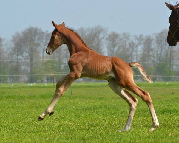 Pferd Camelot (Trakehner, 2015, von Kasparow)