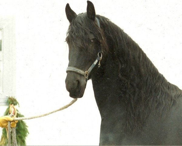 Zuchtstute Jauke van Laarbeek (Friese, 1995, von Oltman 317)