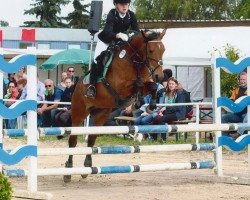 dressage horse Pretty Pearl 5 (New Forest Pony, 2003, from Nieuwmoeds Patrick)