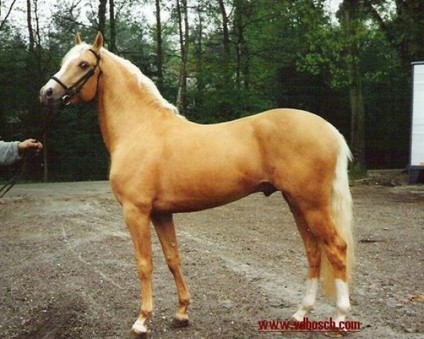 stallion Hamrik's Martell (Nederlands Welsh Ridepony, 1993, from Valentino)