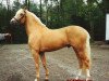 stallion Hamrik's Martell (Nederlands Welsh Ridepony, 1993, from Valentino)