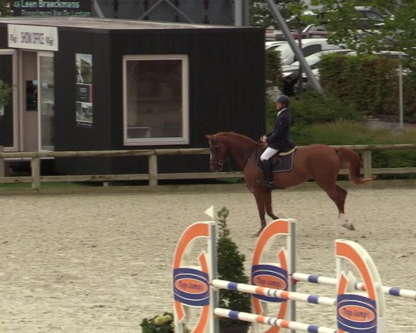 Belgisch Kampioenschap 4-5 Jarigen Paarden