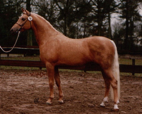 Deckhengst Hamrik's Golden Arak (Nederlands Welsh Ridepony, 1989, von Valentino)