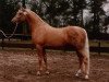 stallion Hamrik's Golden Arak (Nederlands Welsh Ridepony, 1989, from Valentino)