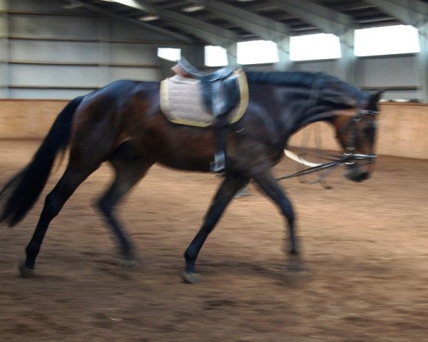 horse Delbo v. Dressage Royal (Hanoverian, 2012, from Dressage Royal)