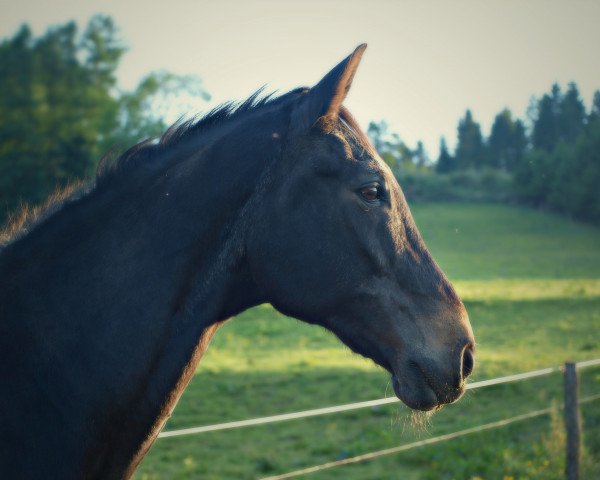 Pferd Countdown H 2 (Hannoveraner, 1988, von Calypso II)