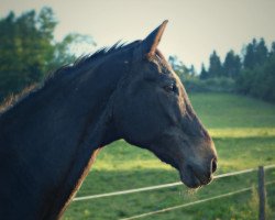 horse Countdown H 2 (Hanoverian, 1988, from Calypso II)