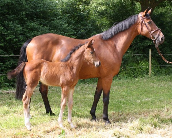 broodmare Mayana xx (Thoroughbred, 1963, from Obermaat xx)