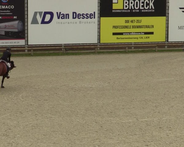 Belgisch Kampioenschap 4-5 Jarigen Paarden