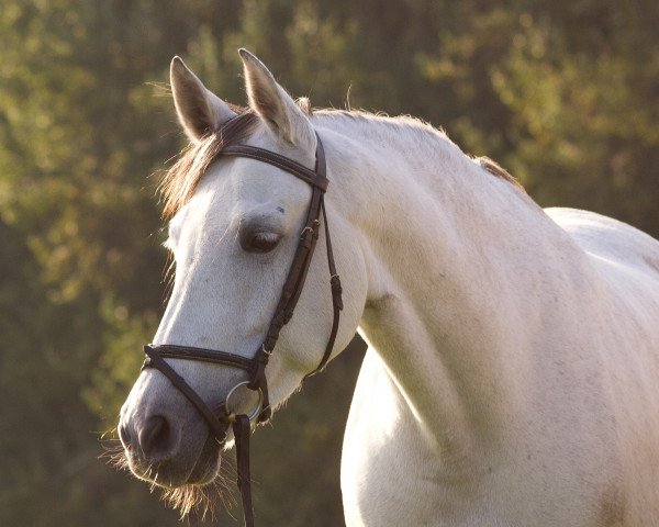 Pferd Amazonas (Hispano-Araber, 2004)