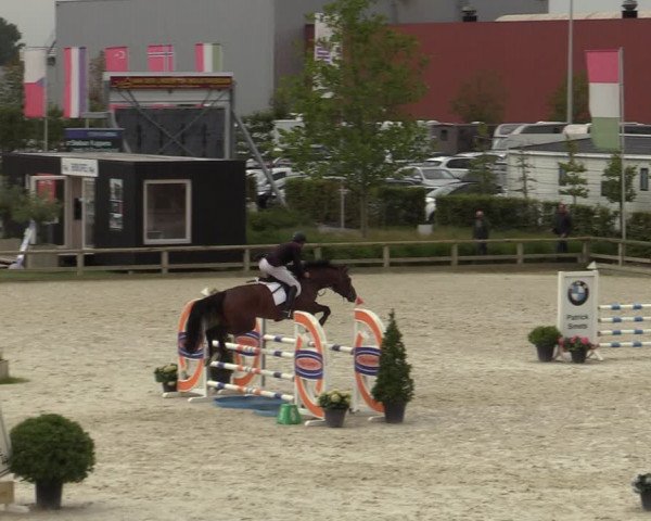 Belgisch Kampioenschap 4-5 Jarigen Paarden