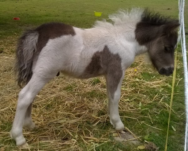 stallion Dorosalas Baju (Shetland pony (under 87 cm), 2015, from Barny Bear vom Eichenwald)