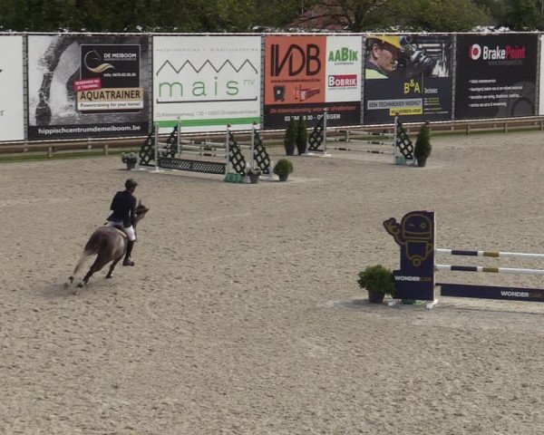 Belgisch Kampioenschap 4-5 Jarigen Paarden