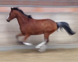 jumper Domino Day 2 (German Riding Pony, 2001, from Diamond Boy)