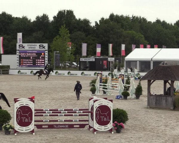 Belgisch Kampioenschap 4-5 Jarigen Paarden