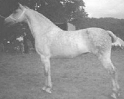 broodmare Menai Queen Bee (Welsh-Cob (Sek. C), 1937, from Welsh Rebound)