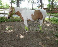 Pferd Ugly Bird (Deutsches Reitpferd, 2004, von Silverado)