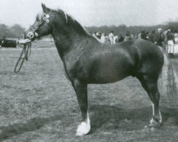 stallion Parc Dafydd (Welsh-Cob (Sek. D), 1964, from Cahn Dafydd)