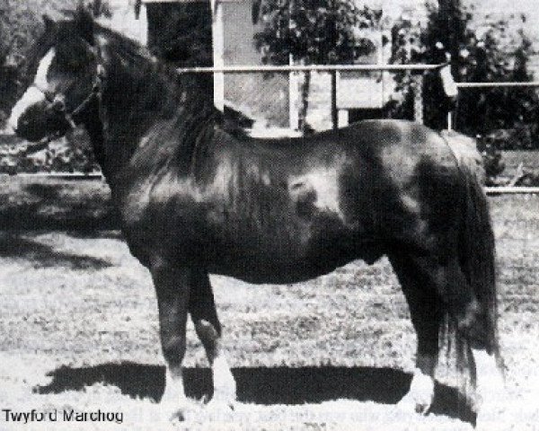 Deckhengst Twyford Marchog (Welsh Mountain Pony (Sek.A), 1973, von Twyford Gamecock)