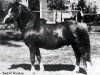 stallion Twyford Marchog (Welsh mountain pony (SEK.A), 1973, from Twyford Gamecock)