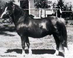 stallion Twyford Marchog (Welsh mountain pony (SEK.A), 1973, from Twyford Gamecock)