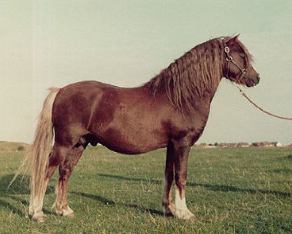 Deckhengst Menai Smartie (Welsh Mountain Pony (Sek.A), 1977, von Twyford Marchog)