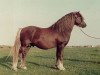 stallion Menai Smartie (Welsh mountain pony (SEK.A), 1977, from Twyford Marchog)