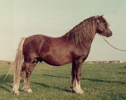 Deckhengst Menai Smartie (Welsh Mountain Pony (Sek.A), 1977, von Twyford Marchog)