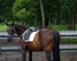 horse Everett Scott (DE) (German trotters, 1991, from Shane Scottseth)