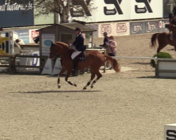 Belgisch Kampioenschap 4-5 Jarigen Paarden