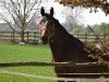 dressage horse Da Vinci 244 (Little German Riding Horse, 2003)