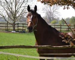 dressage horse Da Vinci 244 (Little German Riding Horse, 2003)