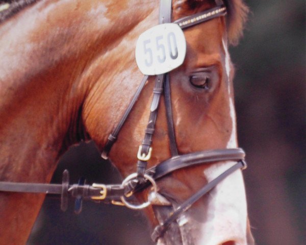 horse Wie Du 6 (Hanoverian, 1996, from Wolkentanz I)