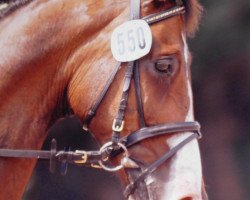 horse Wie Du 6 (Hanoverian, 1996, from Wolkentanz I)